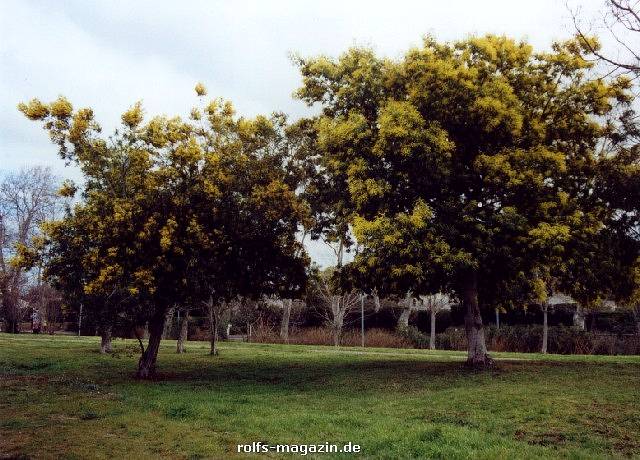 Mimosen im Februar