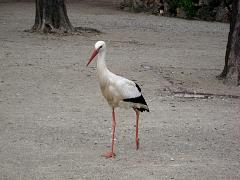 Der Storch ist faktisch ein Wahrzeichen des Elsa