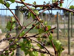 In der 'Cit de la vigne et du vin' in Gruissan