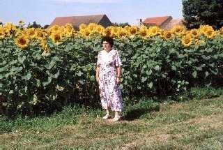 Überall blühen Sonnenblumen